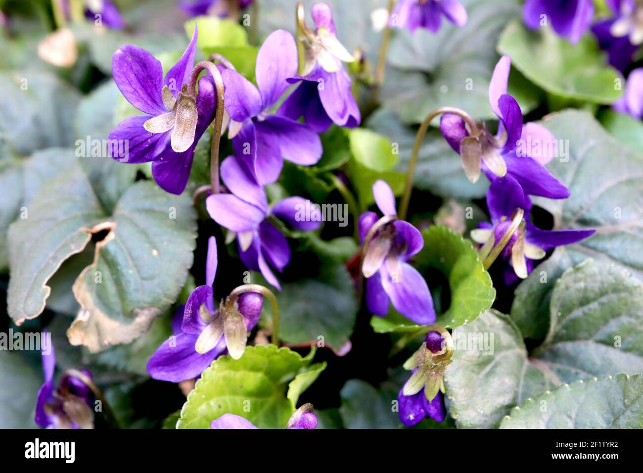 Viola odorata ‘Regina Charlotte’ Sweet violetto Queen Charlotte – fiori viola profumati e foglie a forma di cuore, marzo, Inghilterra, Regno Unito Foto Stock