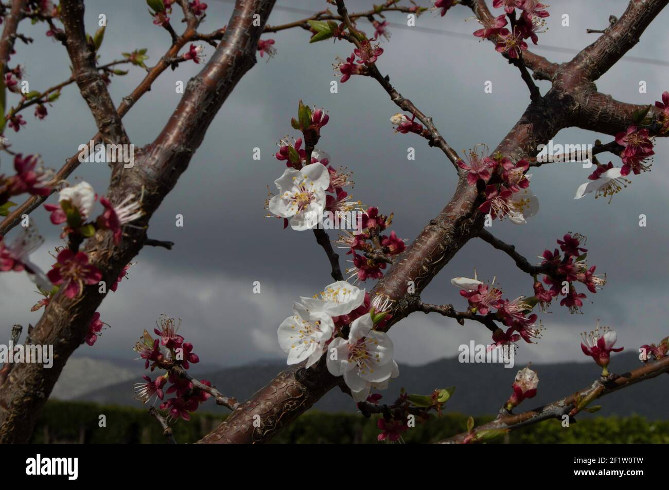 Albicocca fiore ramo con piccolo filo rosa fiori -Rama con flores bonitas blancas y rosas Foto Stock
