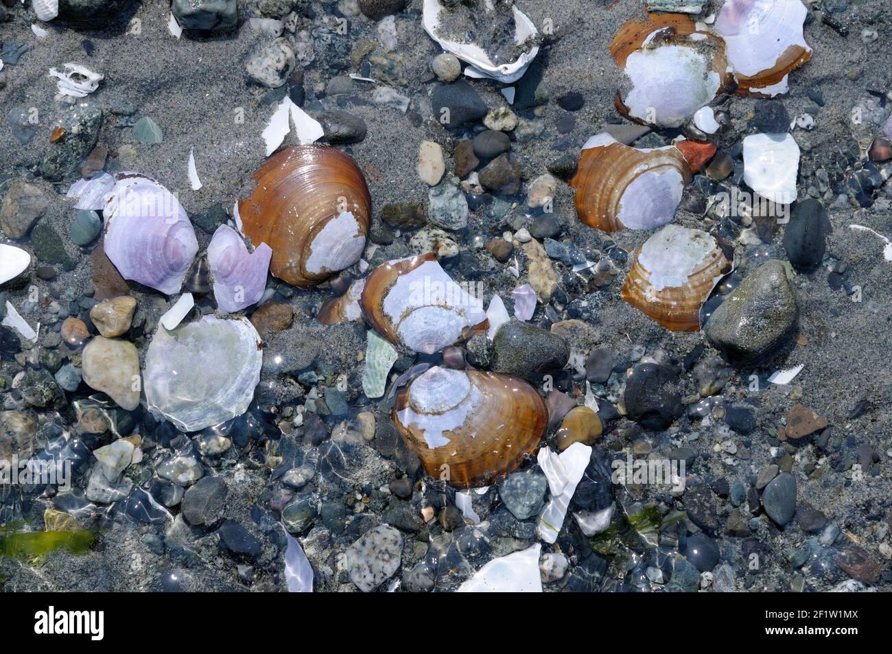 Primo piano foto delle conchiglie di molluschi sulla spiaggia, Sidney Spit, Riserva del Parco Nazionale delle Isole del Golfo del Canada Foto Stock