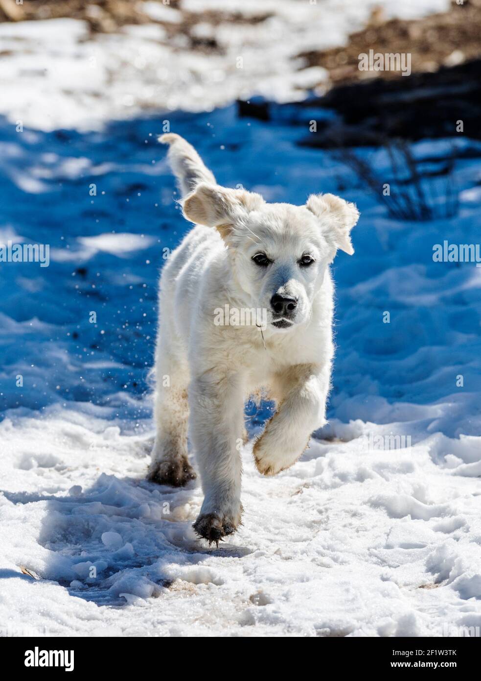 Cucciolo Golden Retriever color platino che corre su un sentiero di montagna innevato. Foto Stock