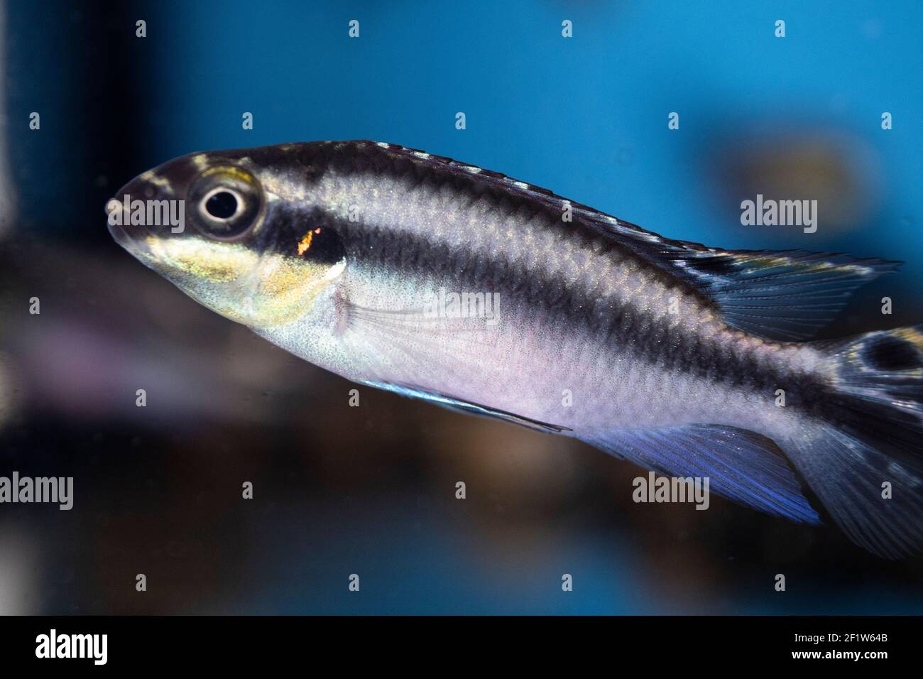 Pelvicachromis pulcher, Kribensis, Acquario di pesci dal lago Niger, Africa Foto Stock