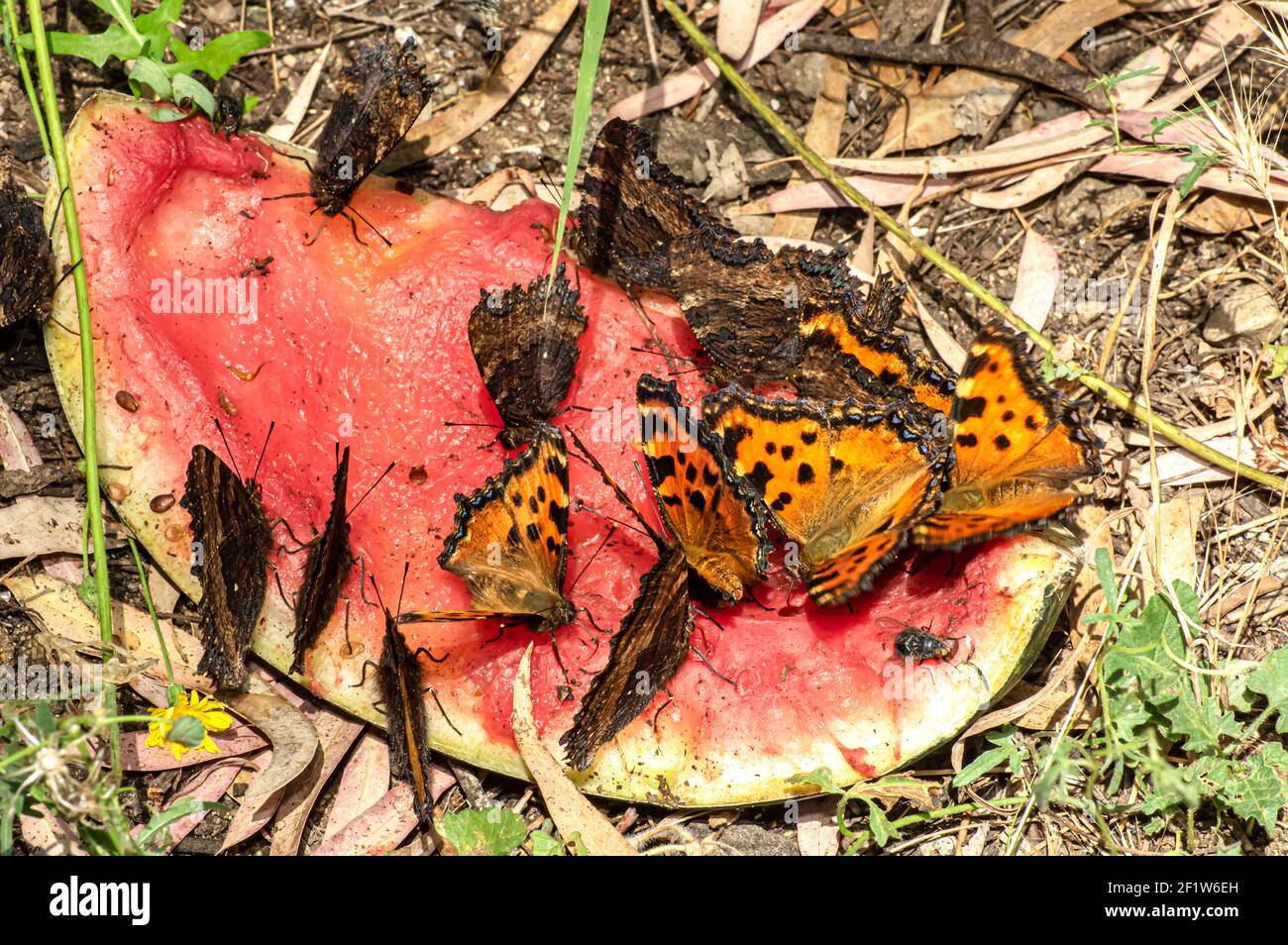 Farfalla Ninfalis policloros, multicolore Ninfa, fotografata in Sardegna Foto Stock