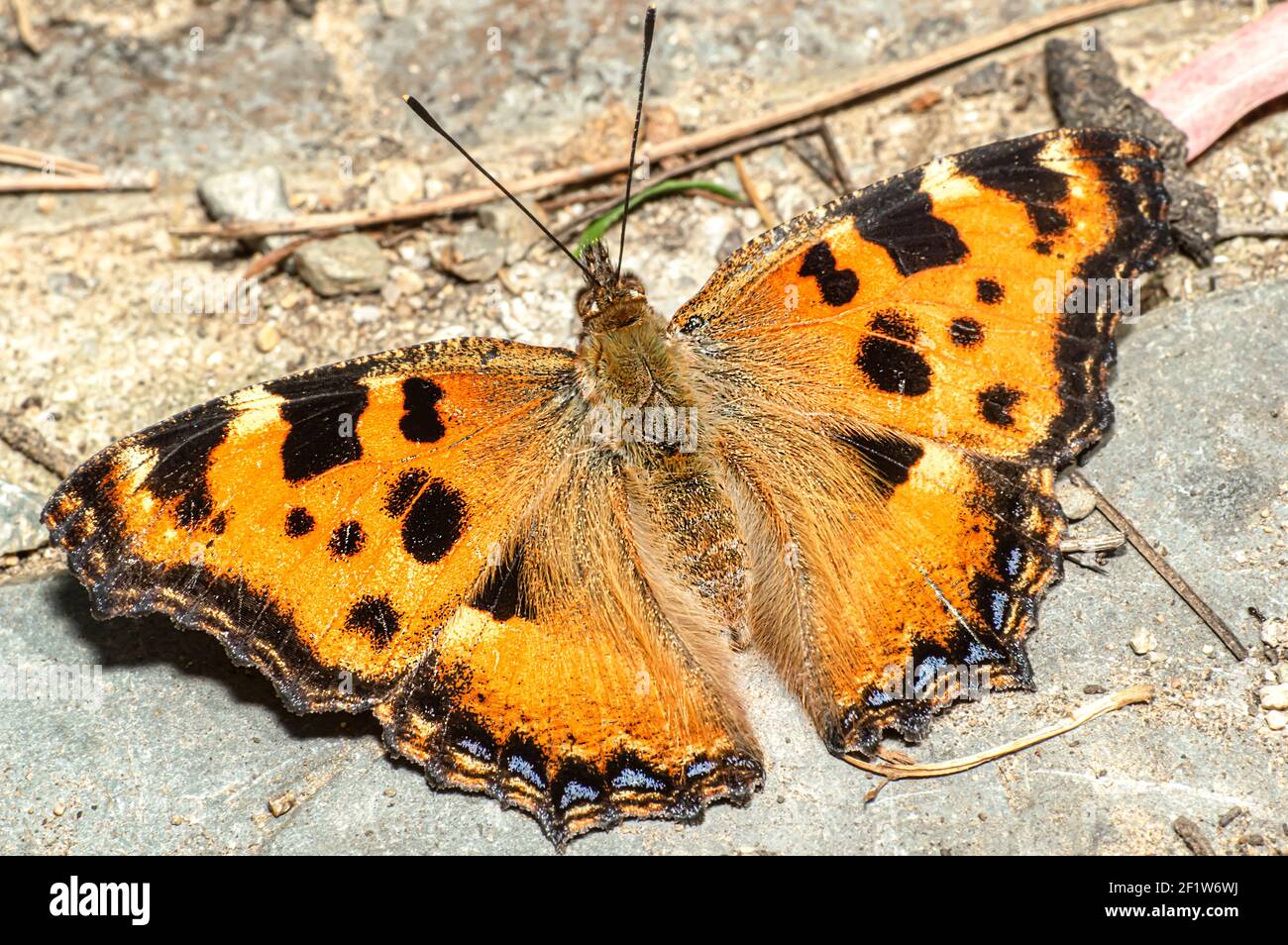 Farfalla Ninfalis policloros, multicolore Ninfa, fotografata in Sardegna Foto Stock