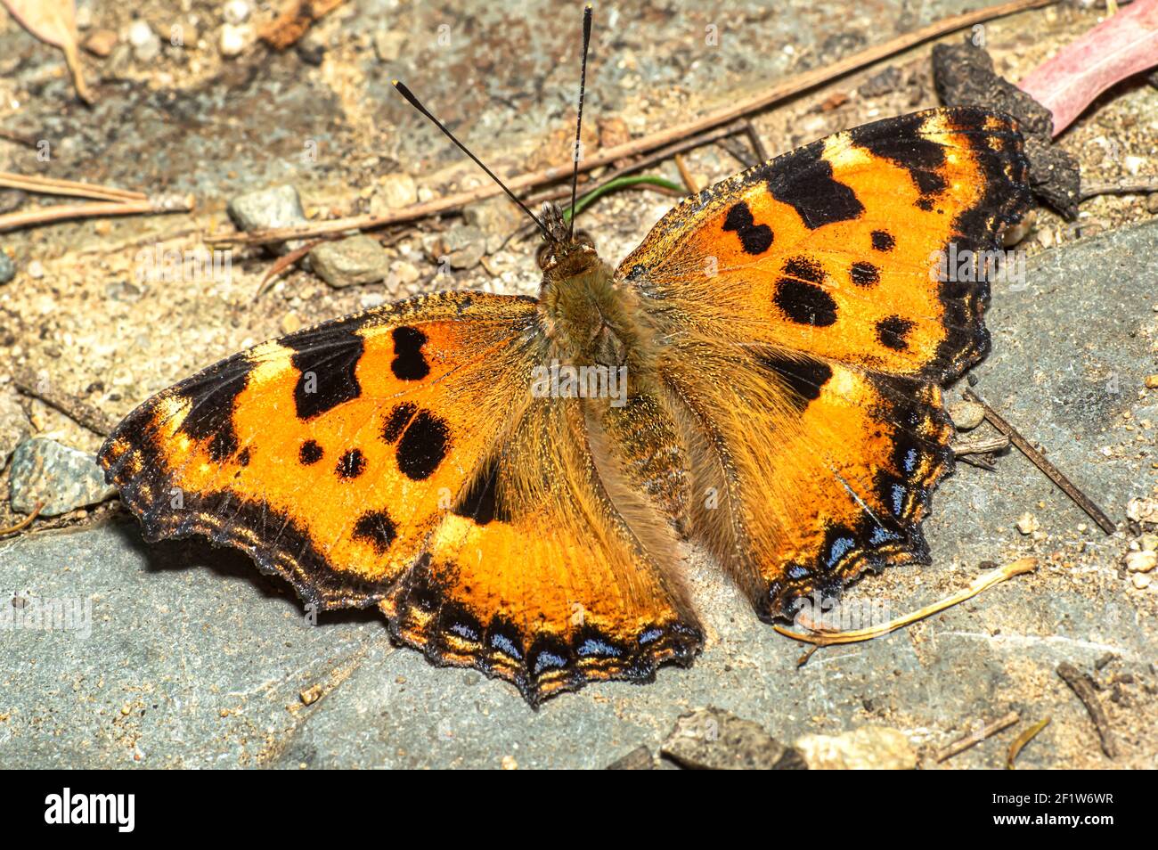 Farfalla Ninfalis policloros, multicolore Ninfa, fotografata in Sardegna Foto Stock