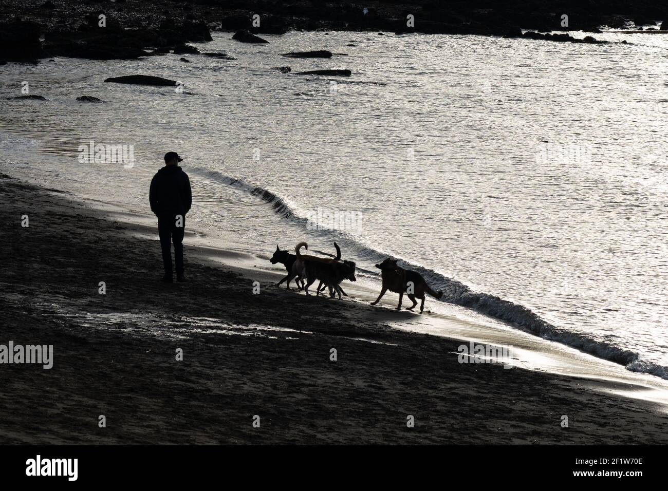 Silhouette di uomo che cammina con i cani in spiaggia. Foto Stock