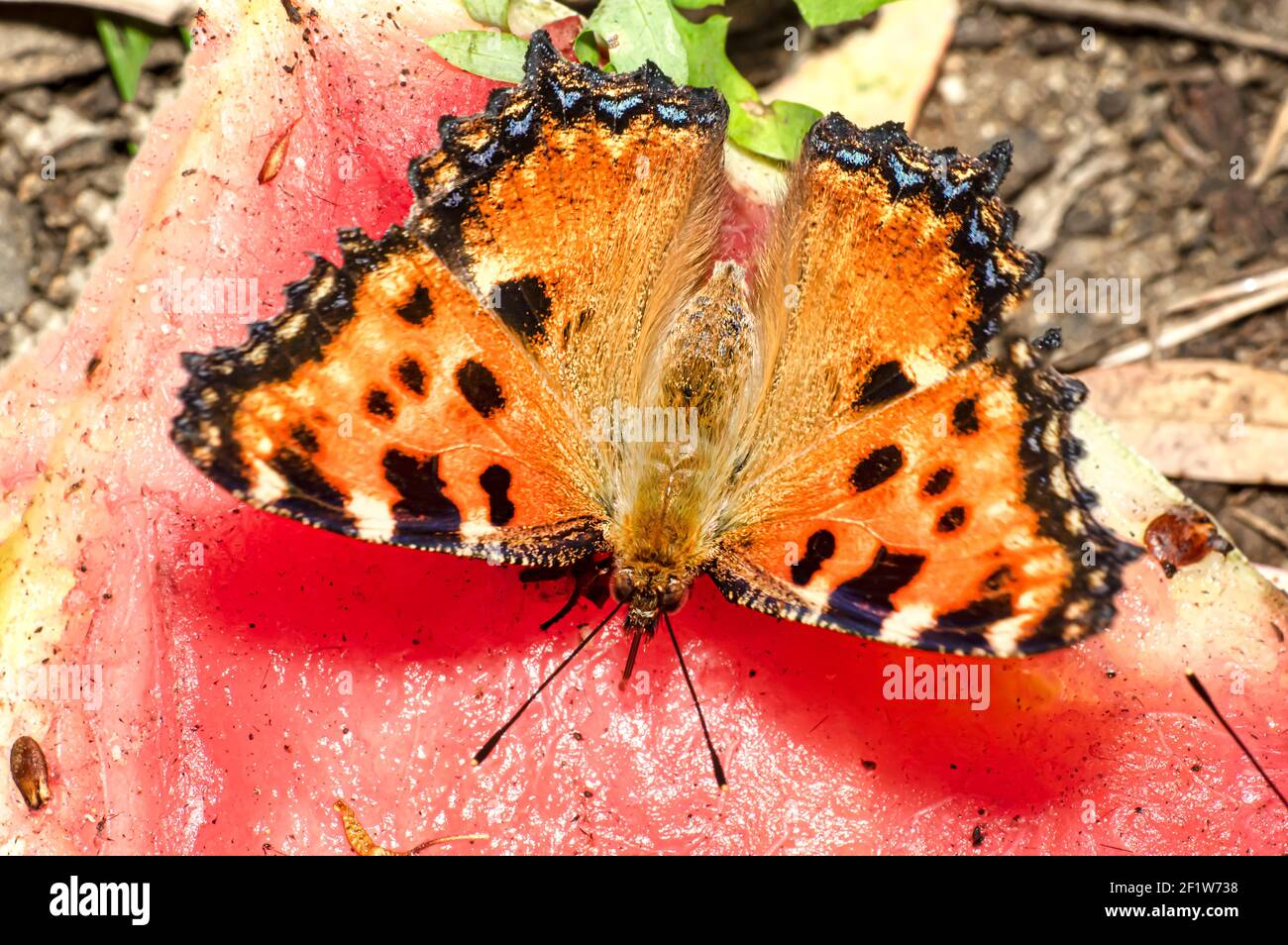 Farfalla Ninfalis policloros, multicolore Ninfa, fotografata in Sardegna Foto Stock