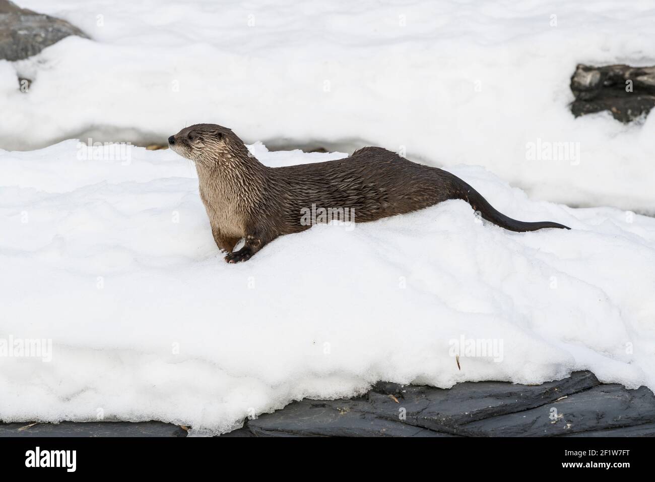 Nord America Lontra di fiume (Lutra canadensis) in inverno, girato a Ecomuseo, Zoological Park a Sainte-Anne-de-Bellevue, Québec, girato a Ecomuseo, Zo Foto Stock