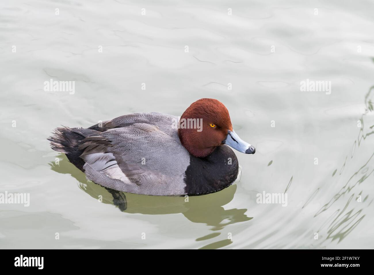 Maschio anatra a testa rossa Aythya americana in stagno, in inverno, fucilato all'Ecomuseo, parco zoologico a Sainte-Anne-de-Bellevue, Québec, fucilato all'Ecomuseo, Foto Stock