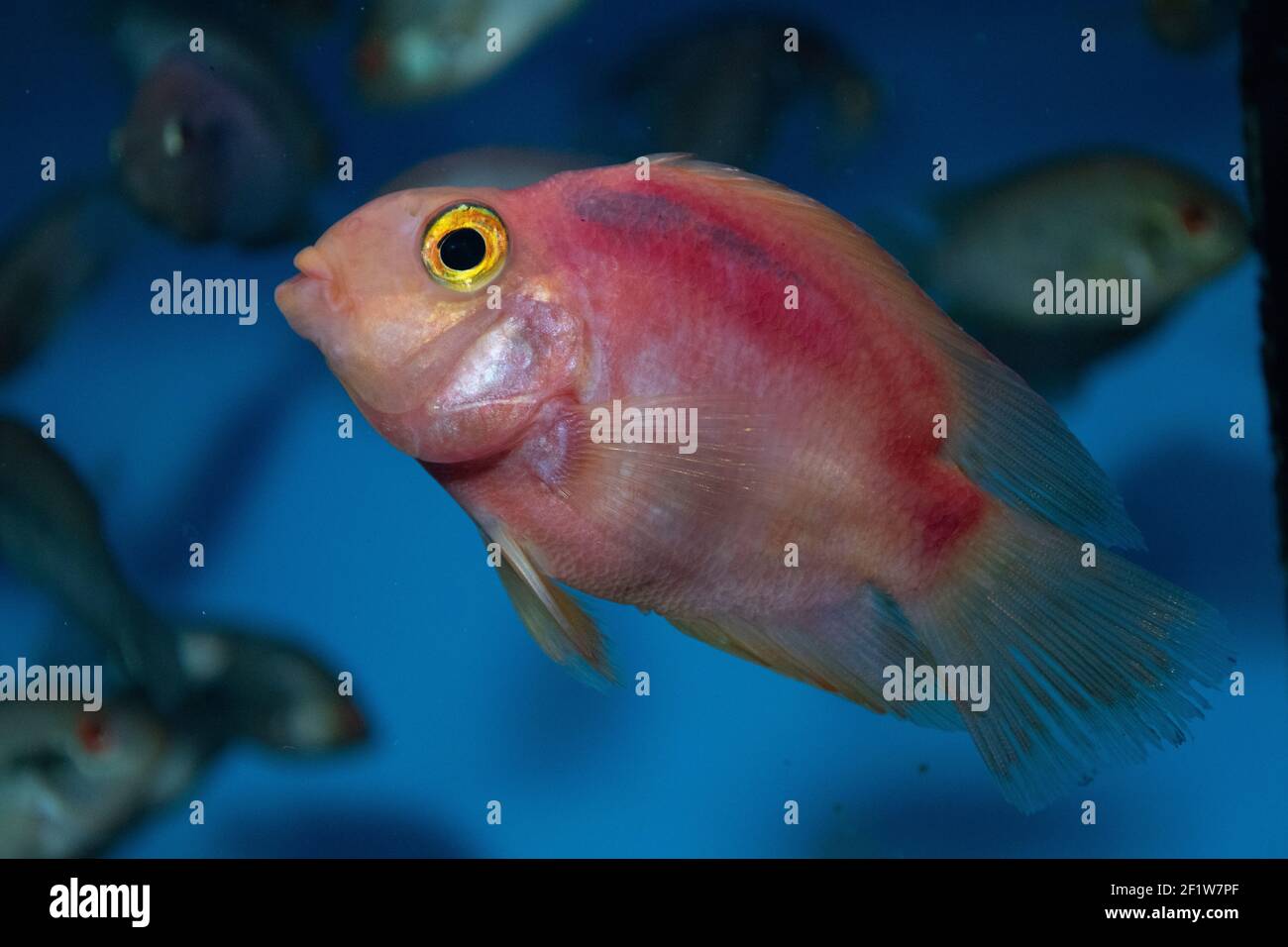 Pesci rosso dell'acquario di pappagallo in acquario di acqua dolce Foto Stock