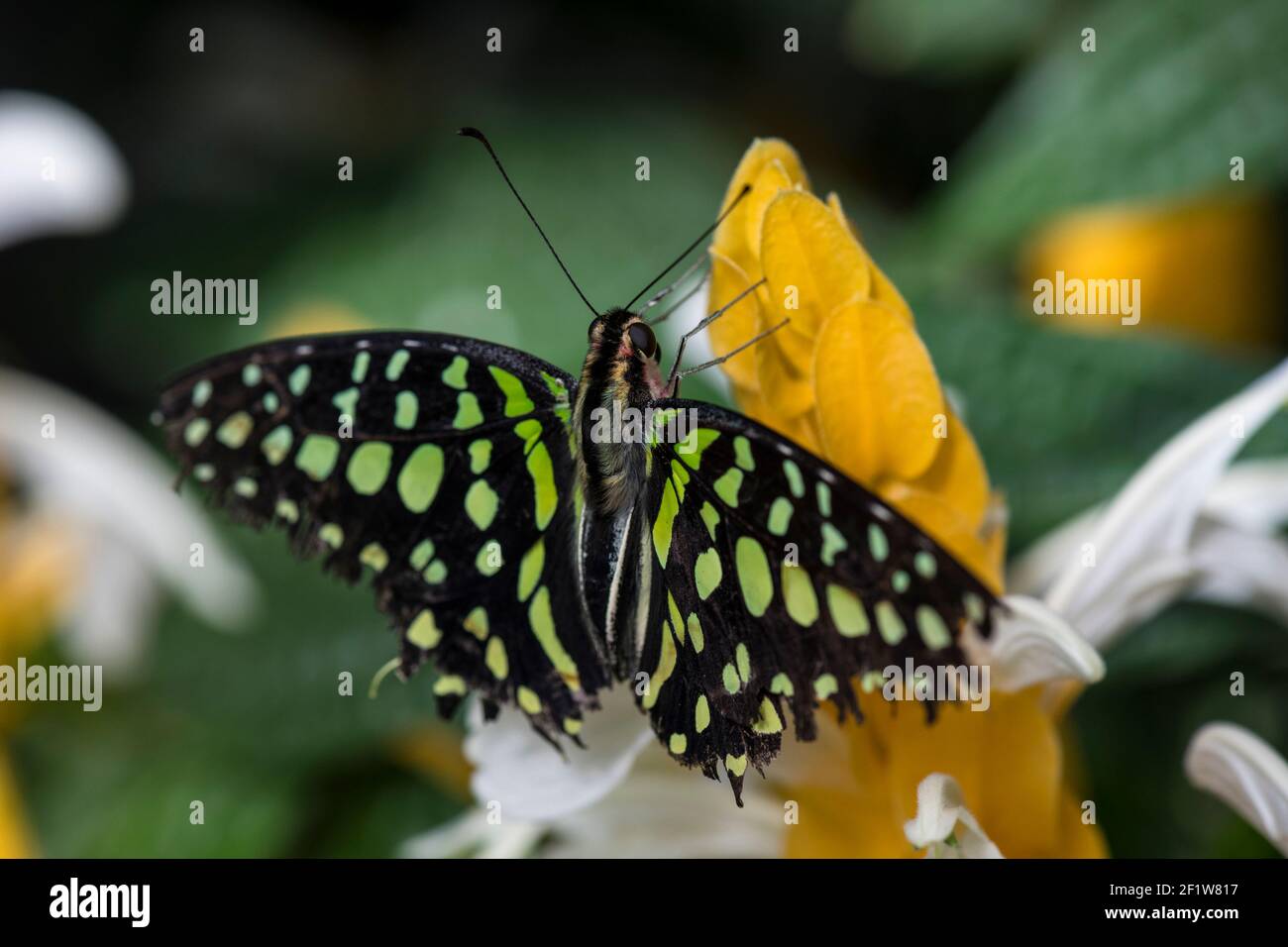 Coda di jay butterfly (Graphium Agamennone) alimentazione su un fiore e i Giardini Botanici di Montreal, Quebec, Canada Foto Stock