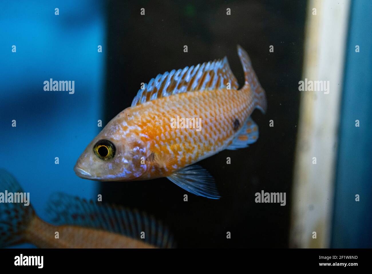 Aulonocara lucciole - Peacock dorato - Lago Malawi Cichlidi africani in acquario tropicale Foto Stock