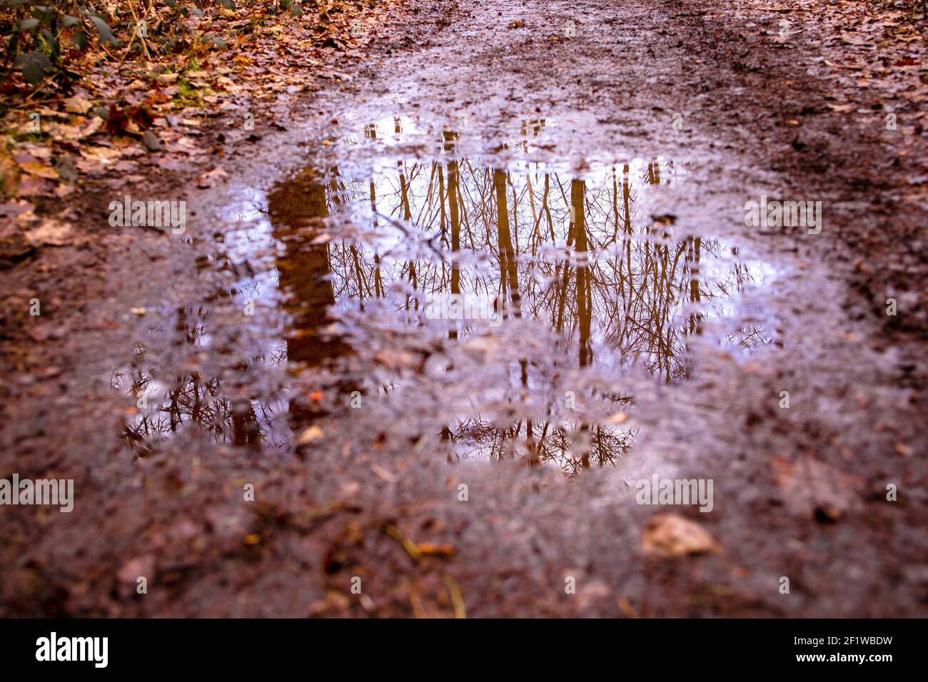 pozze di acqua piovana con il riflesso degli alberi in autunno Foto Stock