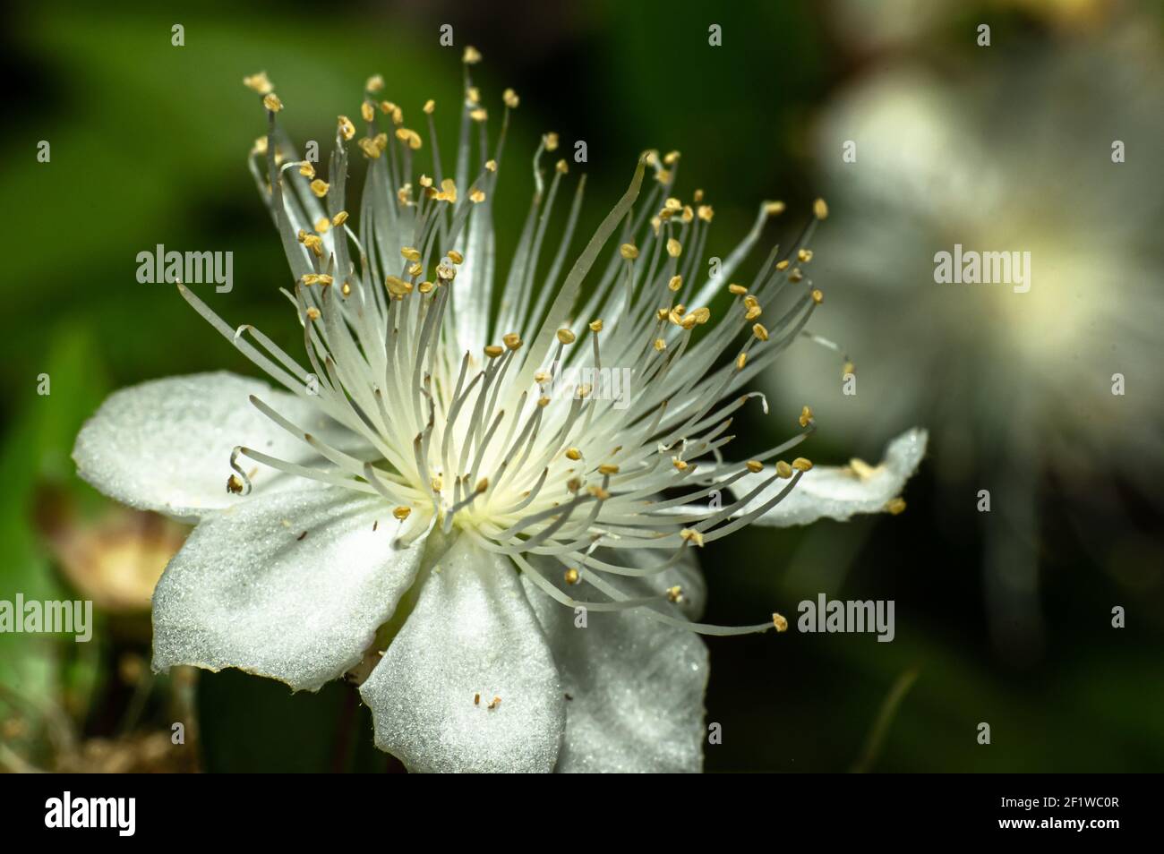 Mirtle Fiore comune fotografato in Sardegna, pistilli, Dettagli Foto Stock