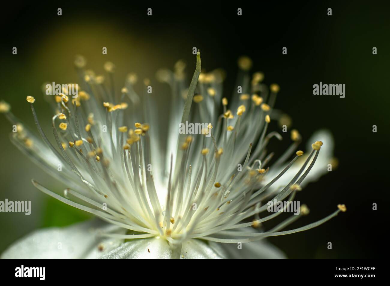 Mirtle Fiore comune fotografato in Sardegna, pistilli, Dettagli Foto Stock