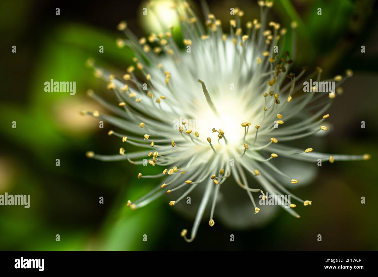 Mirtle Fiore comune fotografato in Sardegna, pistilli, Dettagli Foto Stock