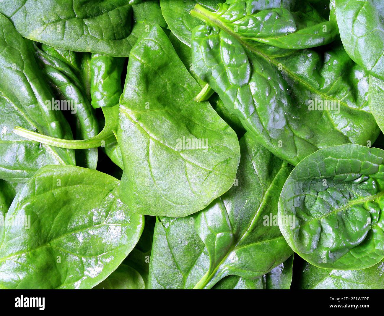 Immagine ravvicinata di foglie di spinaci fresche e croccanti Foto Stock