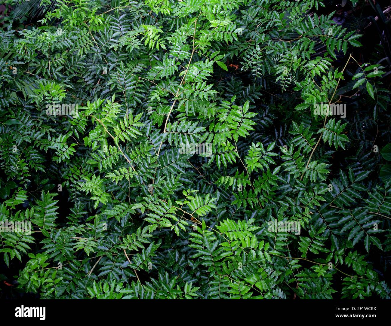 Foglie e ramoscelli simili a Fern fotografati dall'alto Foto Stock