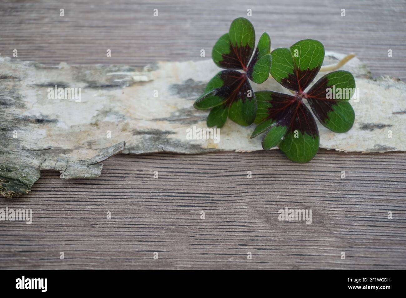 Quattro lasciare clover Foto Stock