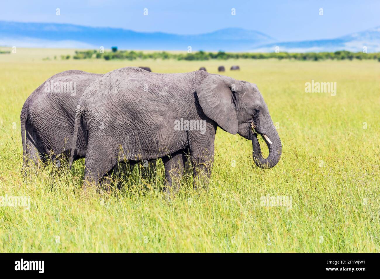 Coppia di elefanti a steppa Foto Stock