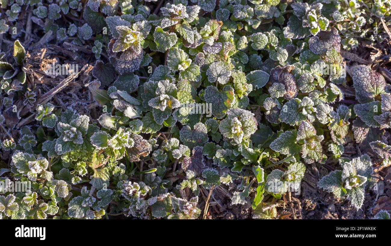 Piante d'erba congelate al mattino gelo alla fredda primavera mattina. Lame per erba congelate con ghiaccio bianco. Foto Stock