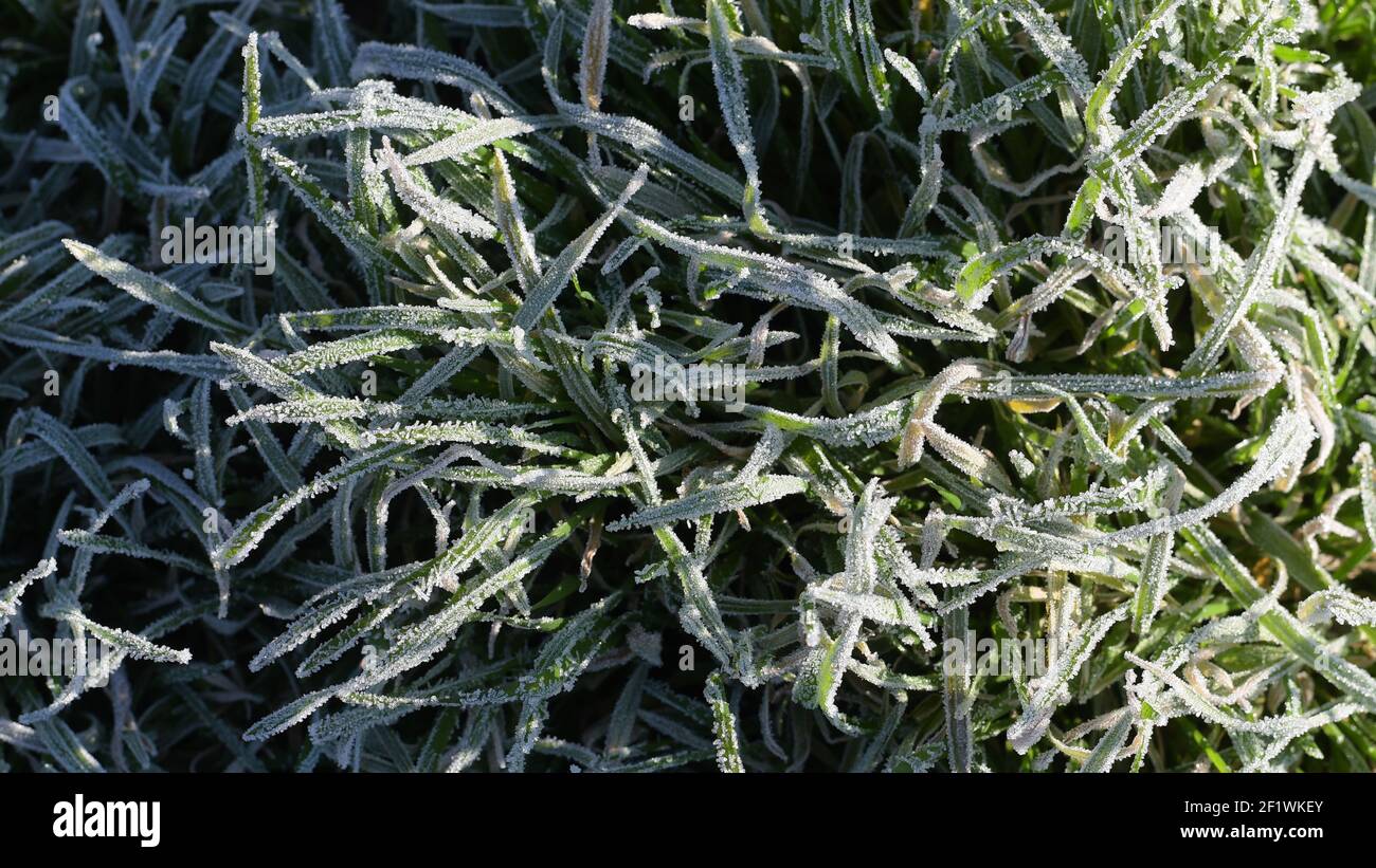 Piante d'erba congelate al mattino gelo alla fredda primavera mattina. Lame d'erba congelate nella rugiada del mattino. Mattina di primavera quando il sole si accende. Foto Stock