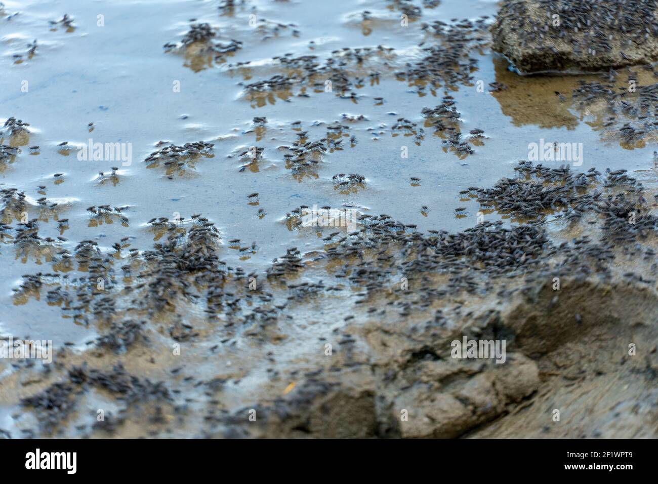 Sciame di zanzare volanti e insetti intorno al lago Foto Stock