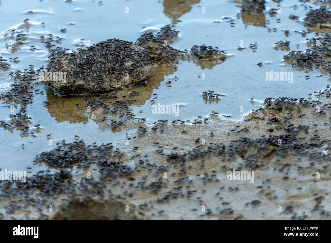 Sciame di zanzare volanti e insetti intorno al lago Foto Stock