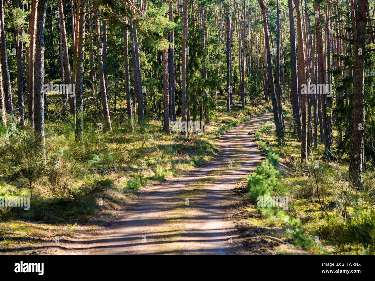 percorso a piedi nella foresta, oberpfälzer wald Foto Stock