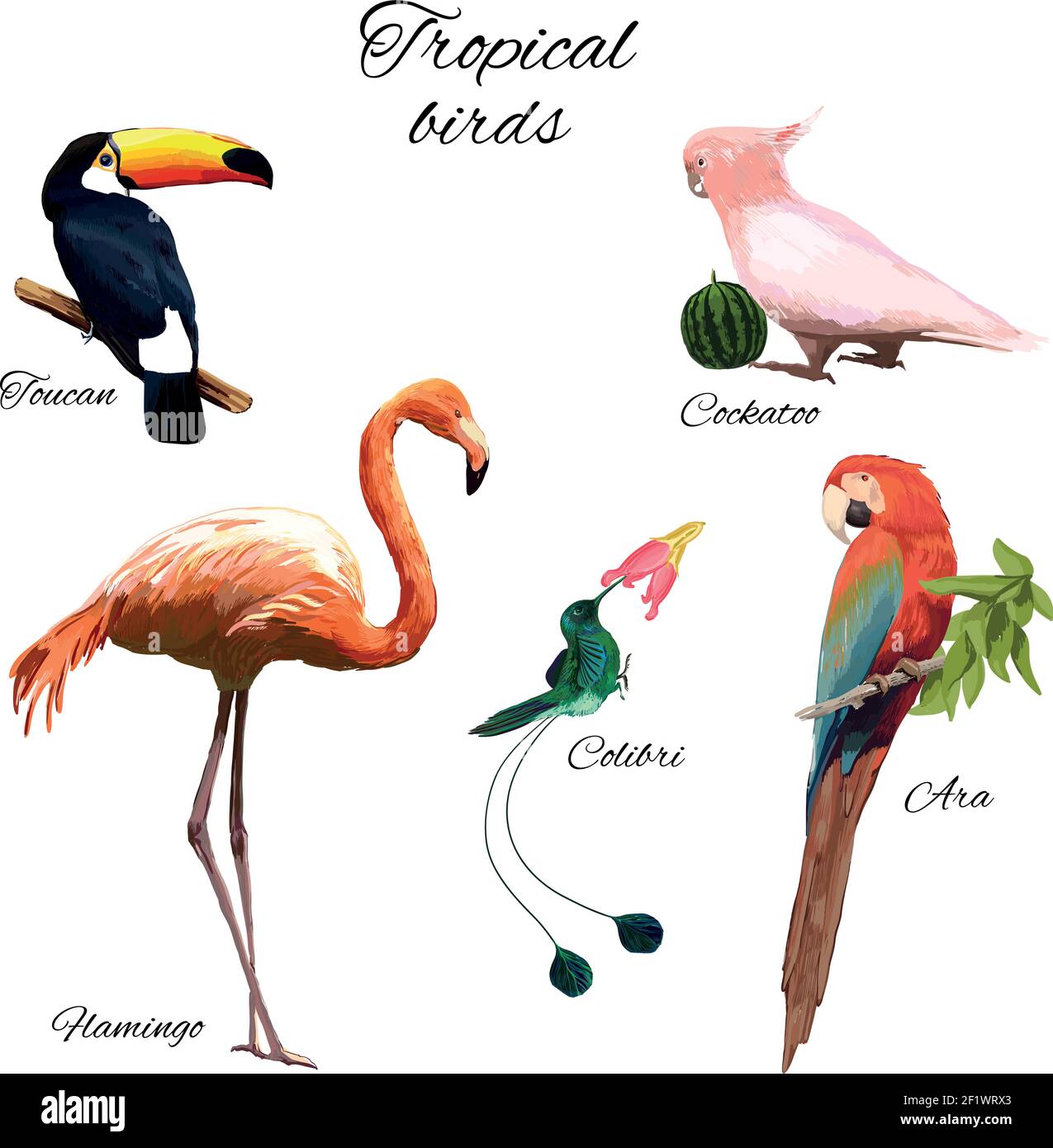 Illustrazione colorata della fauna esotica con diversi splendidi uccelli tropicali bianco Illustrazione Vettoriale