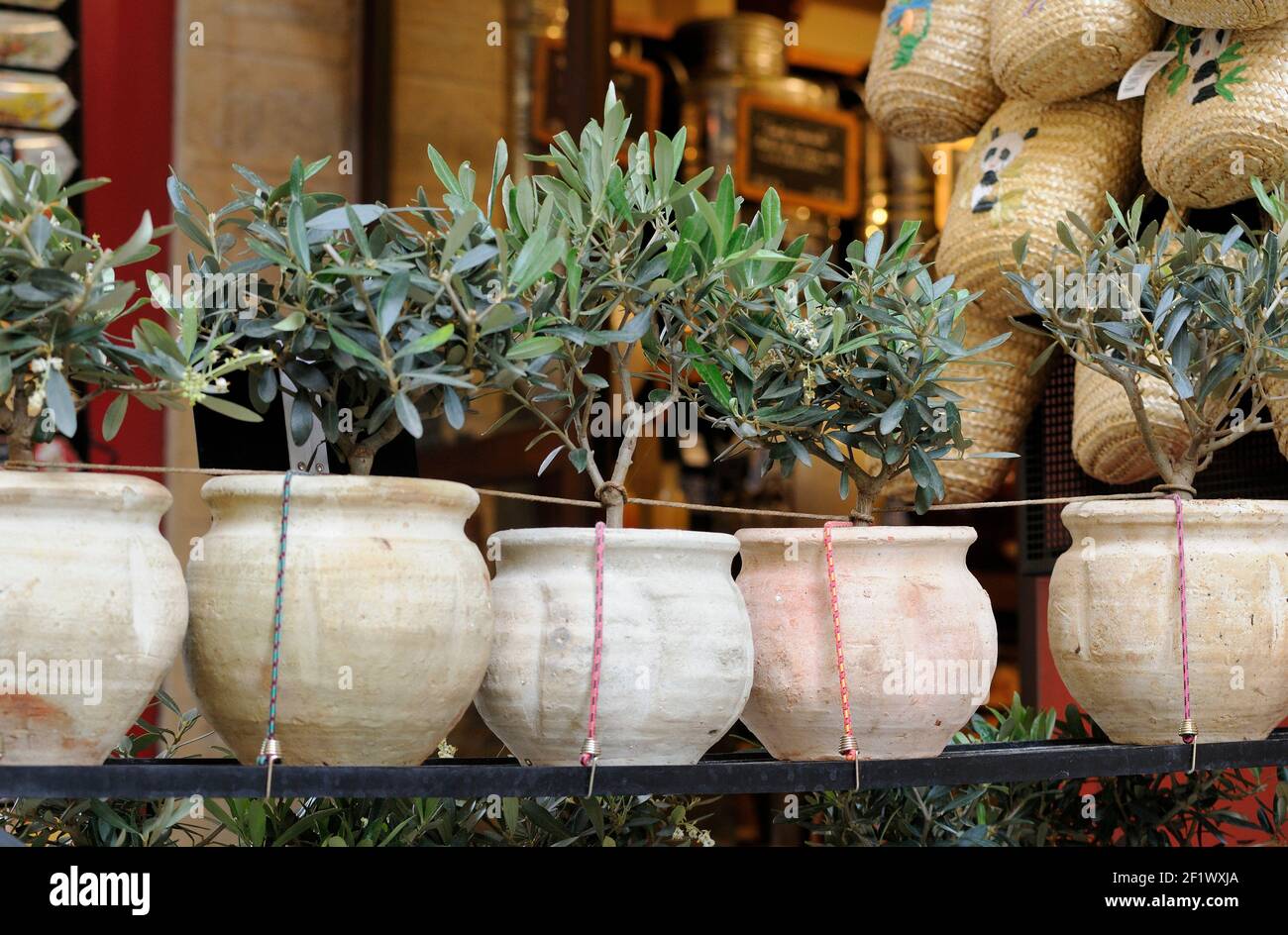 Vendita alberi di Côte, Aix-en-Provence, Provenza-Alpi-Costa Azzurra, Francia Foto Stock