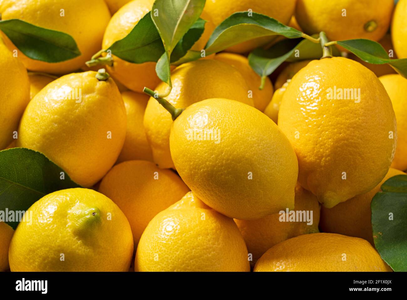 Limoni posizionati su tutto lo schermo. Sfondi di limone Grafica web Foto Stock