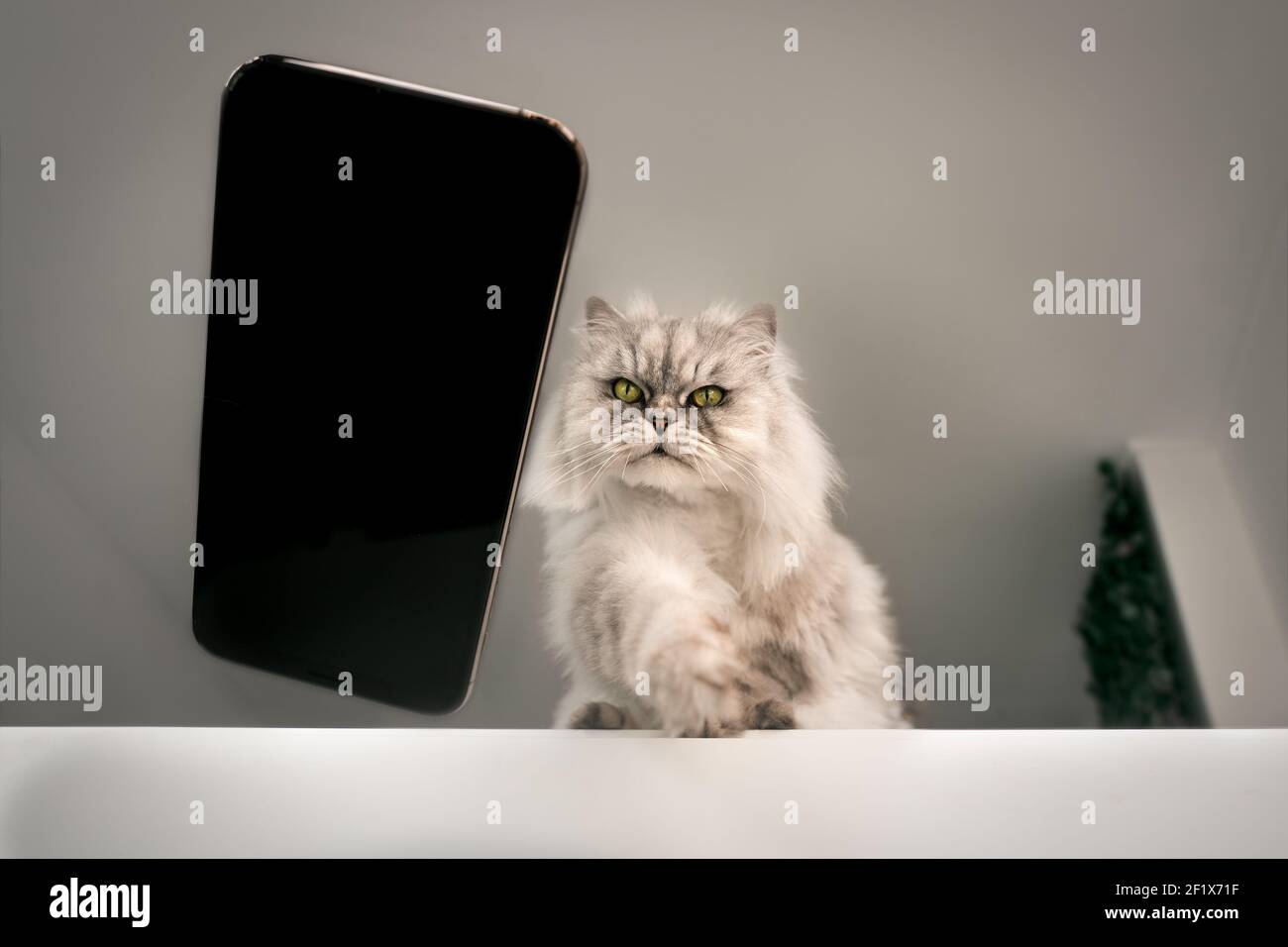 Gatto cattivo che cade telefono cellulare sul pavimento dal tavolo. Danni da animali domestici. Foto Stock