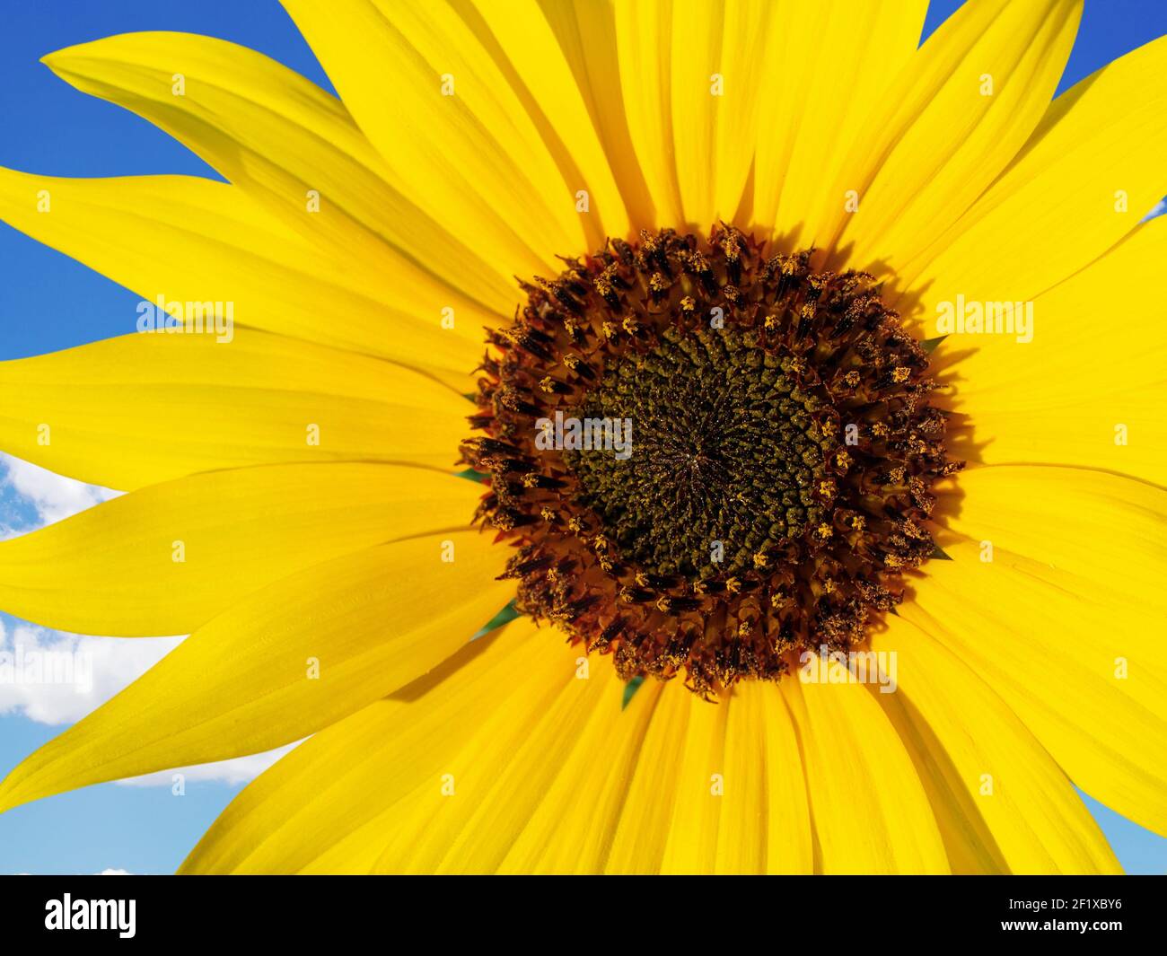 Bellissimo il girasole Foto Stock