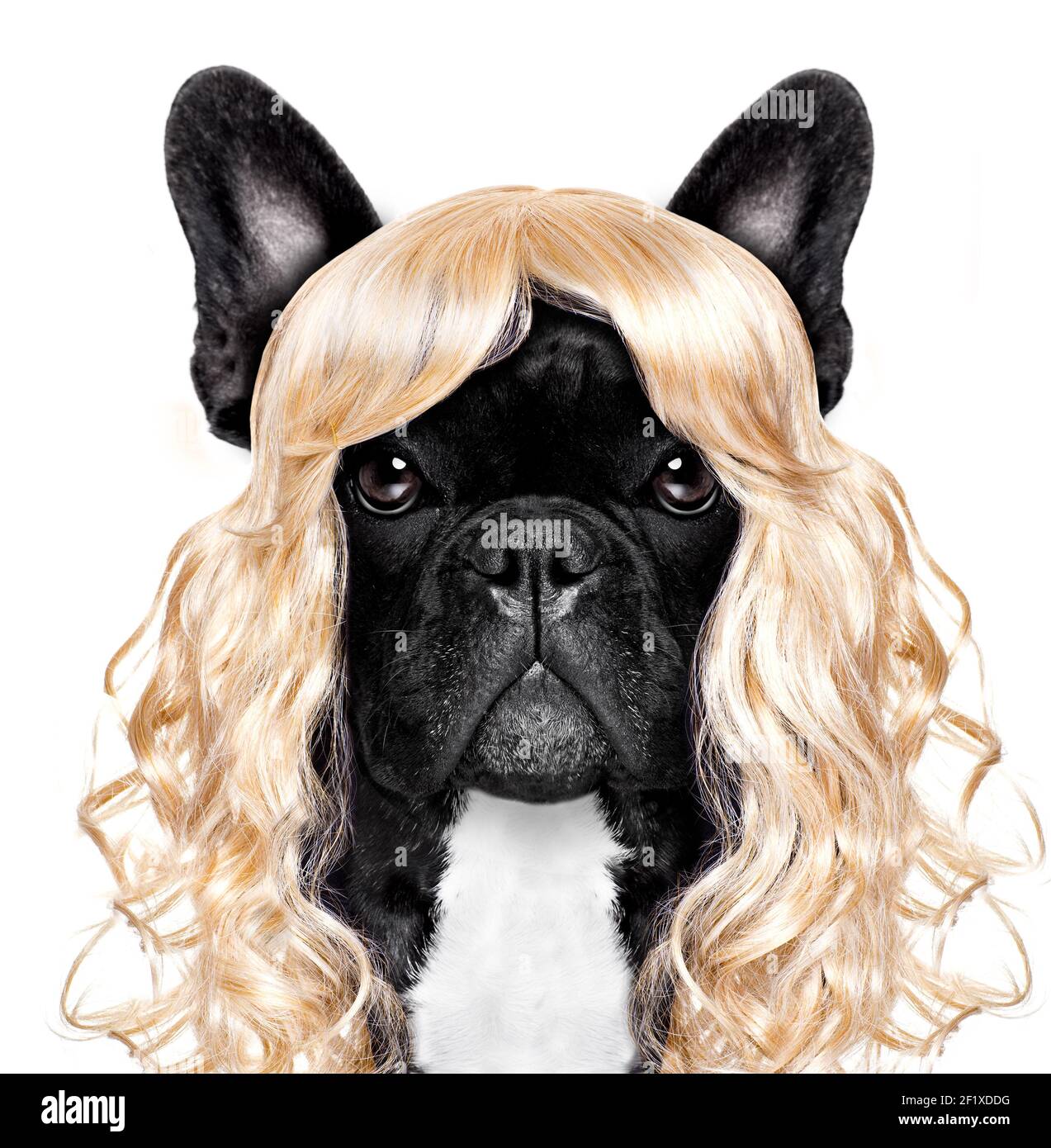 Divertente pazzo sciocco carnevale cane Foto Stock