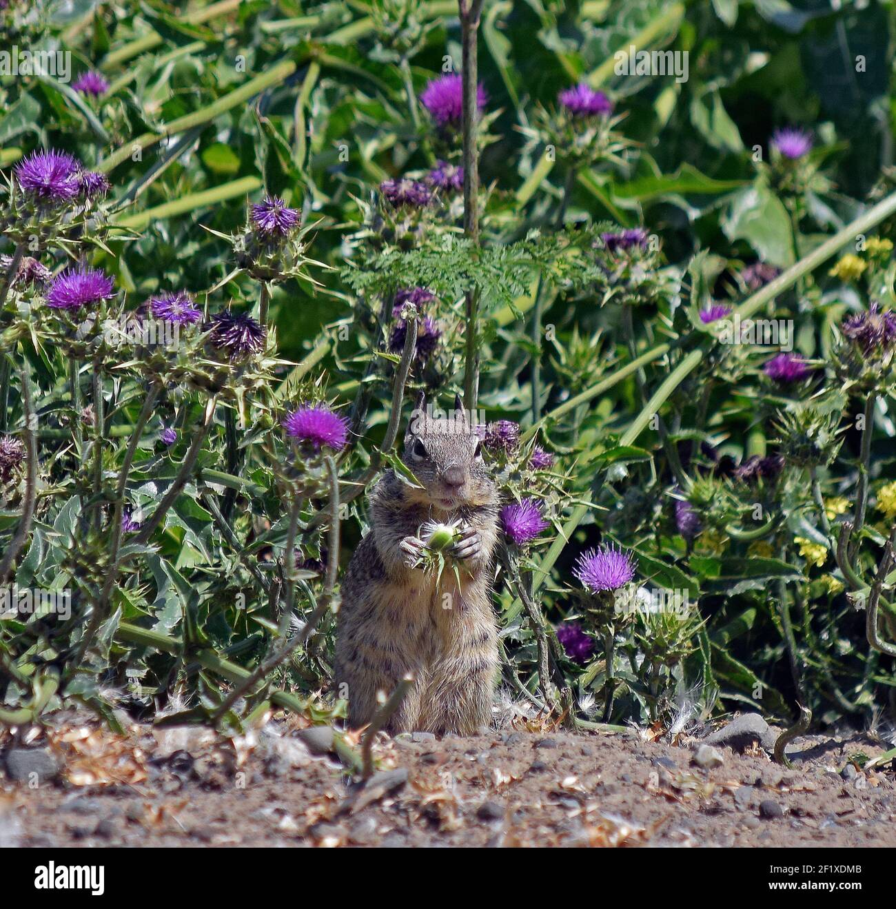 Gli scoiattoli si nutrono lungo l'Alameda Creek Trail a Union City, California Foto Stock