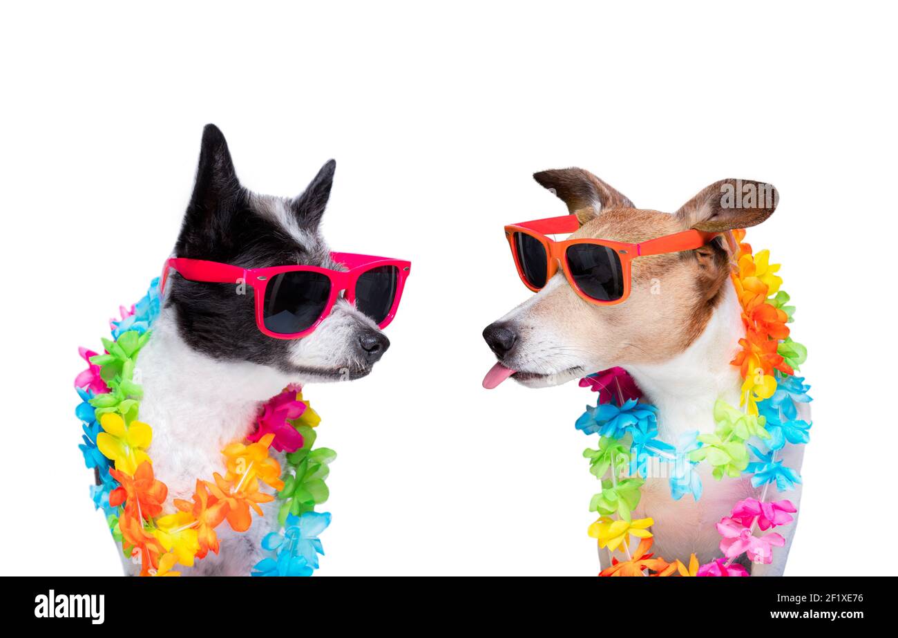 Coppia di due cani innamorati Foto Stock