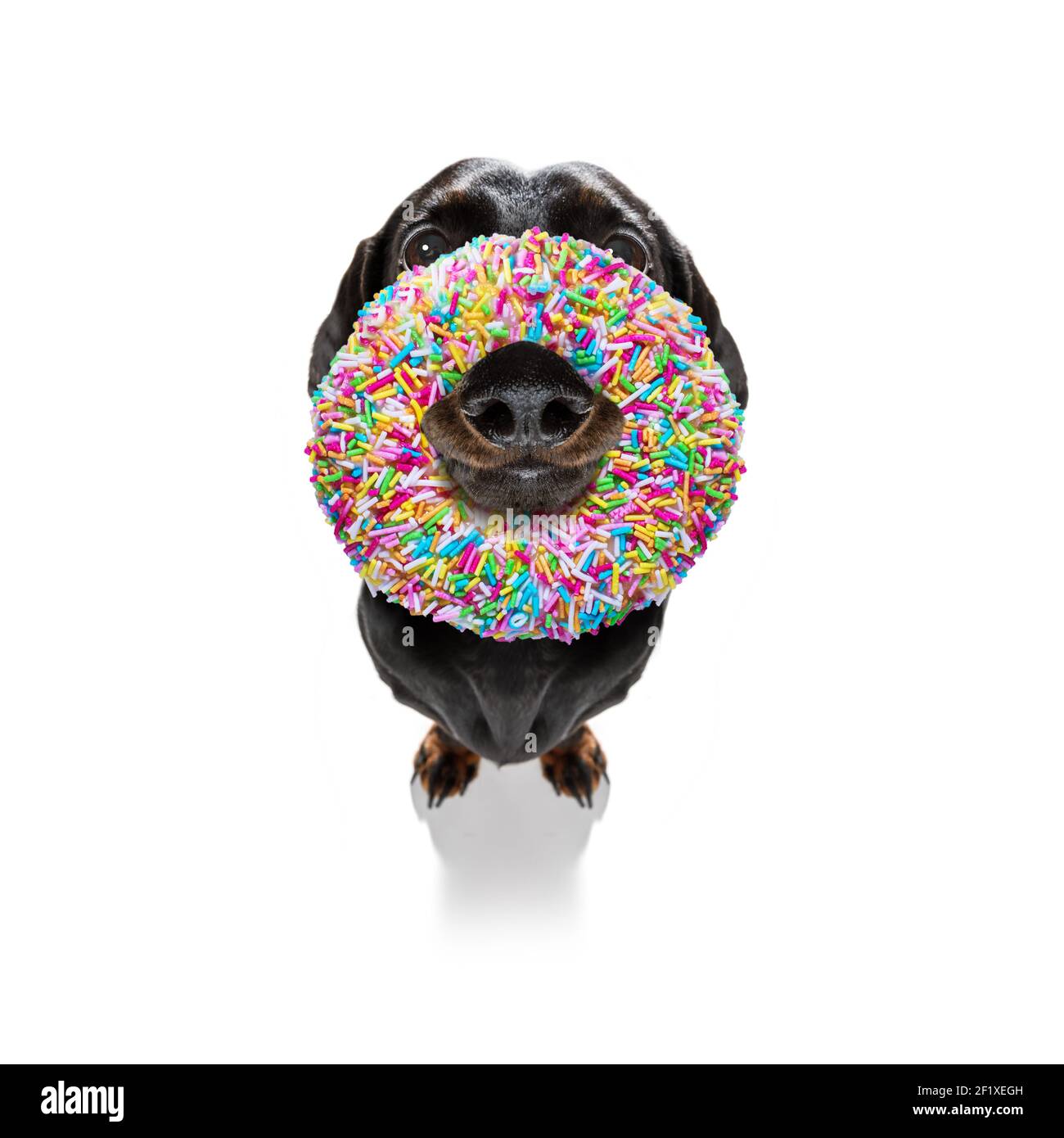 Cane con una ciambella Foto Stock