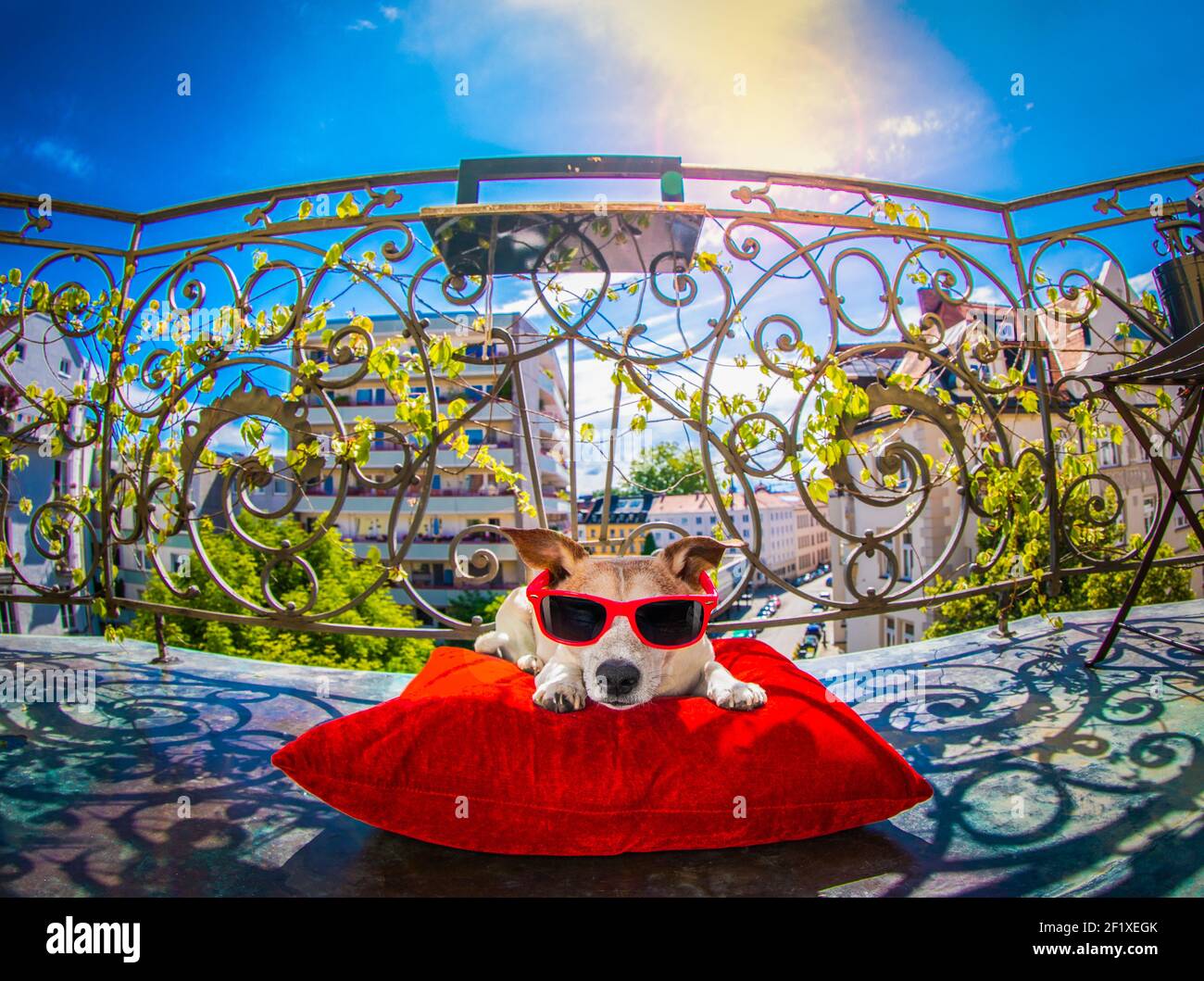 Cane prendere il sole sul balcone Foto Stock