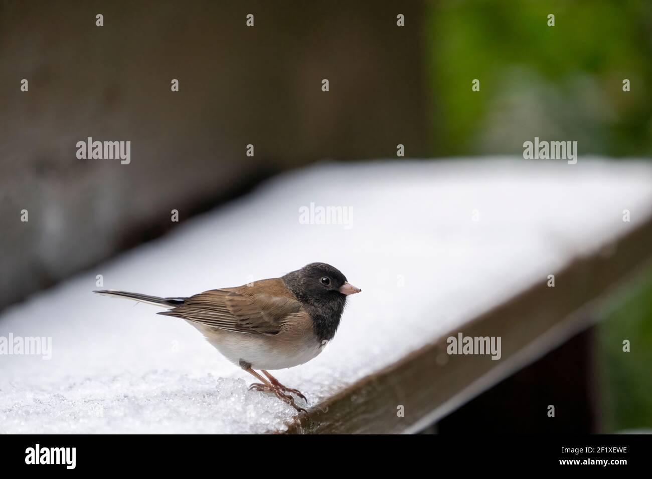 Issaquah, Washington, Stati Uniti. Jungo maschio dall'occhio scuro in piedi su una panca innevata. Foto Stock