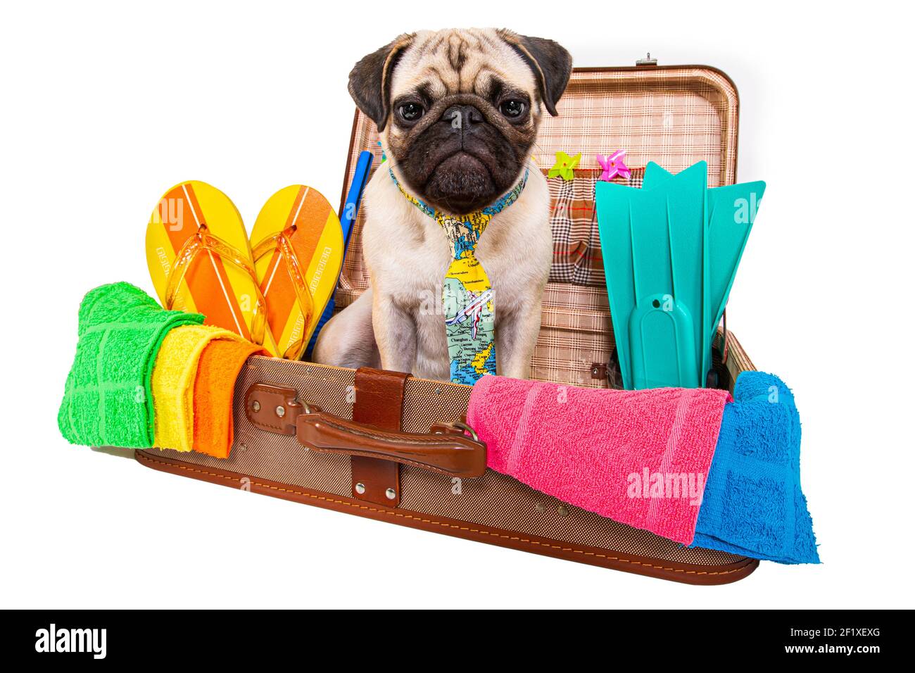 Estate vacanza cane in borsa pieno di oggetti di vacanza Foto Stock