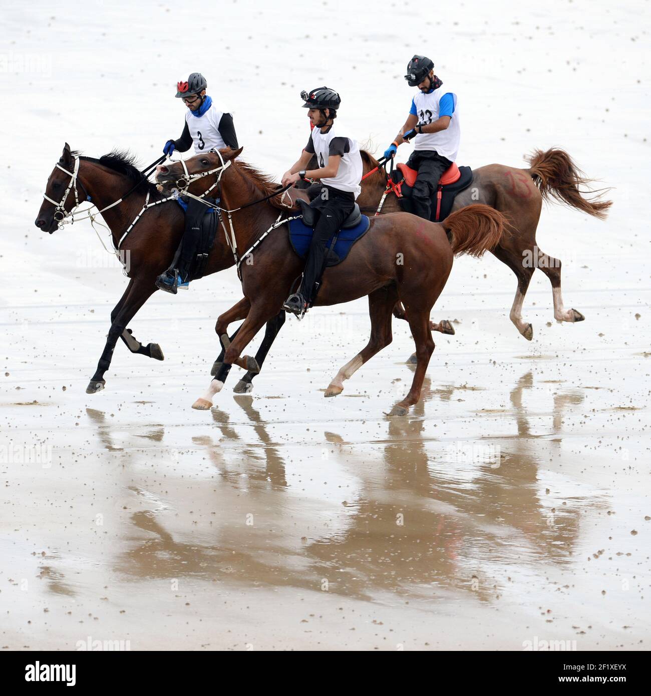 Equestre - Normandie 2014 - Alltech FEI World Equestrian Games 2014 - Test Event 2013 - Endurance - 16/08/2013 - Sartilly - Photo : Philippe Millereau / KMSP / DPPI - Hammam Bin Mohd al Maktoum / Emirati Arabi Uniti / Nikos - Raed Mahmoood / BRN / Sandine Phoenix - Abdullah Ghanim al Marri / Emirati Arabi Uniti / Bac Dayre Foto Stock