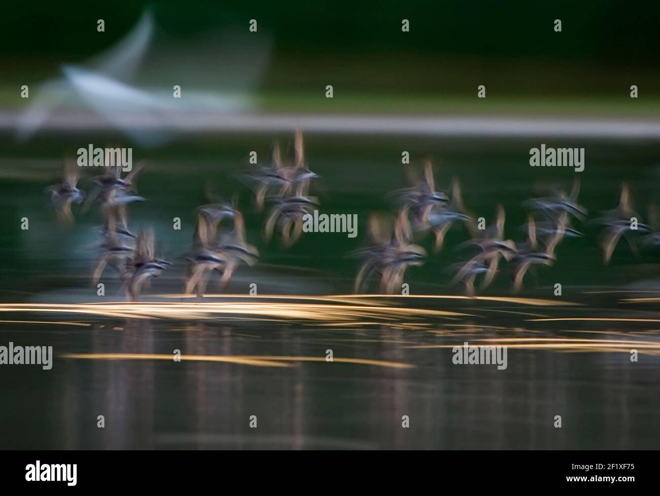 Sfocatura intenzionale del movimento di Shorebird Foto Stock