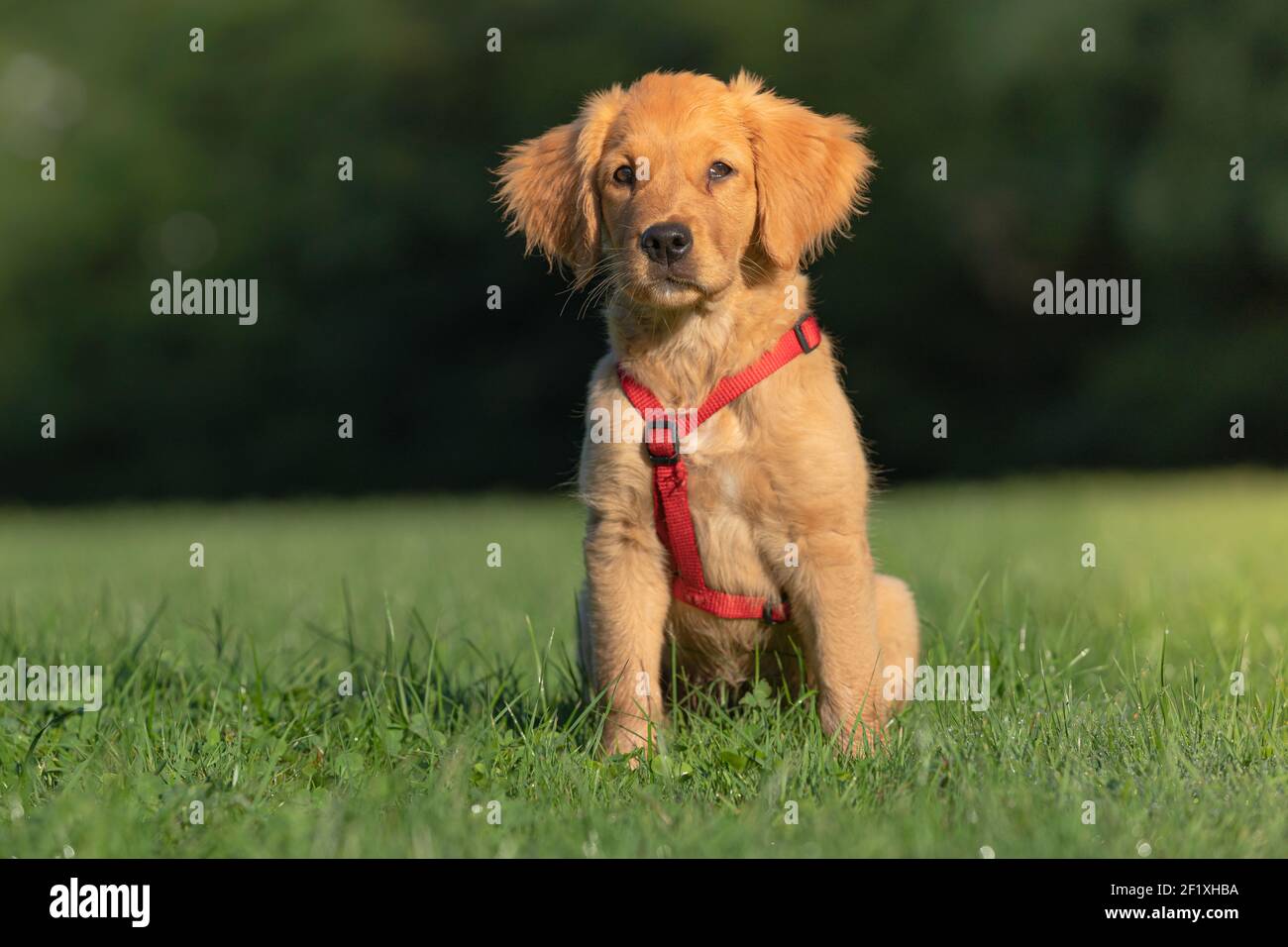 Golden Retriever (Puppy) Foto Stock