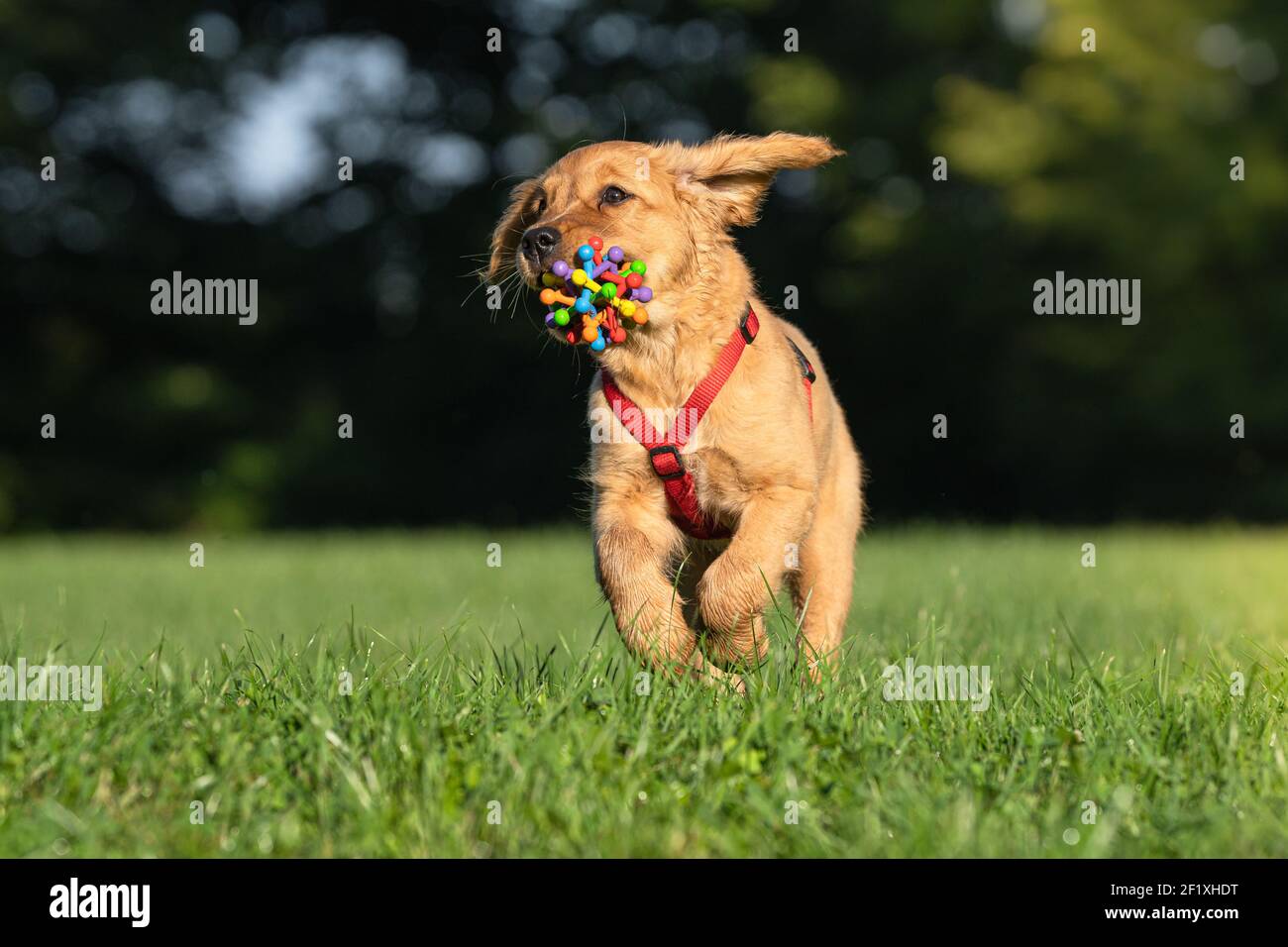 Golden Retriever (Puppy) Foto Stock