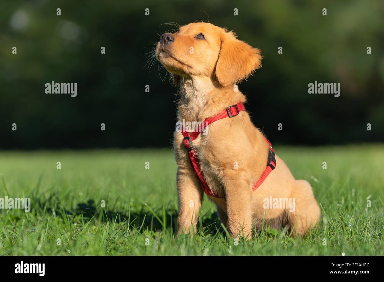 Golden Retriever (Puppy) Foto Stock
