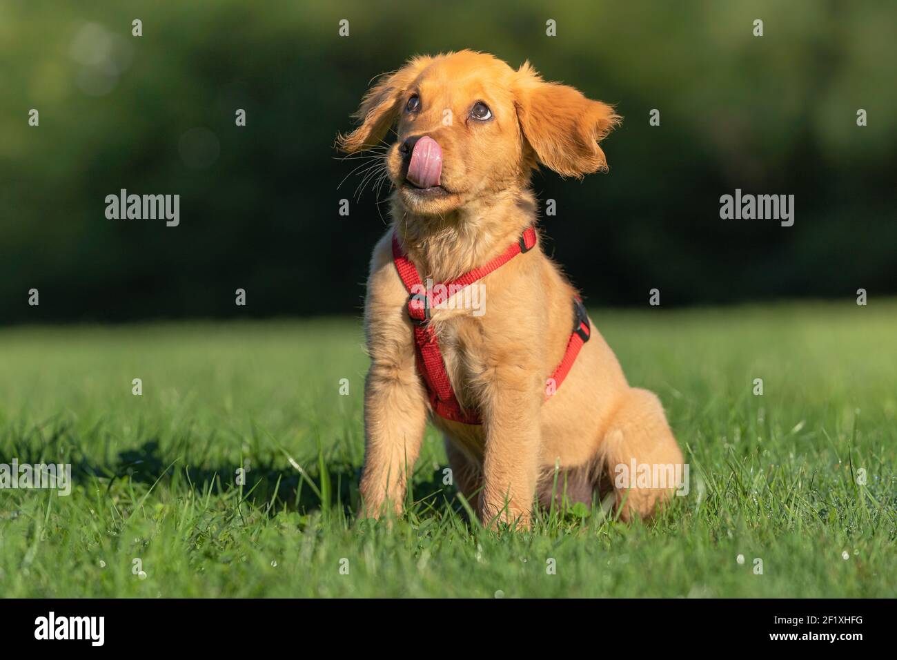 Golden Retriever (Puppy) Foto Stock