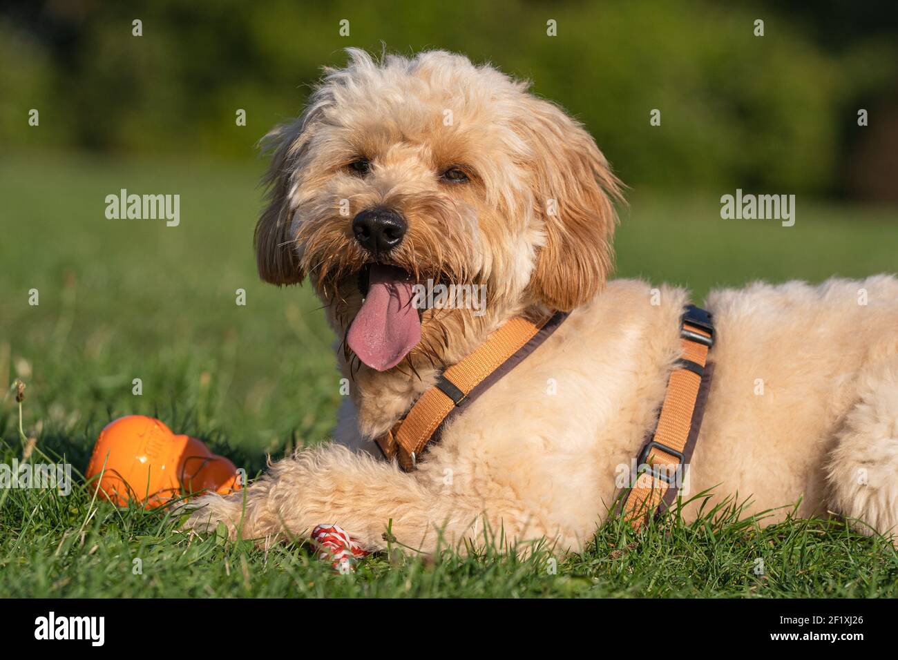 Goldendoodle Foto Stock