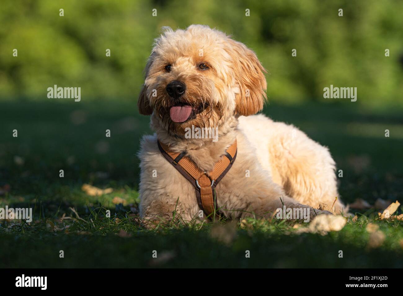 Goldendoodle Foto Stock