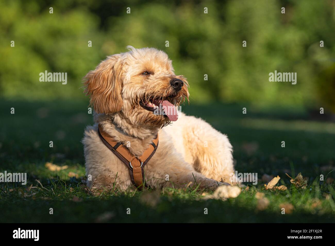 Goldendoodle Foto Stock
