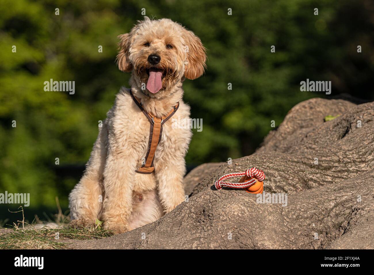 Goldendoodle Foto Stock